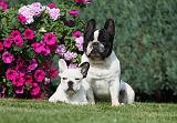 BOULEDOGUE FRANCAIS 653